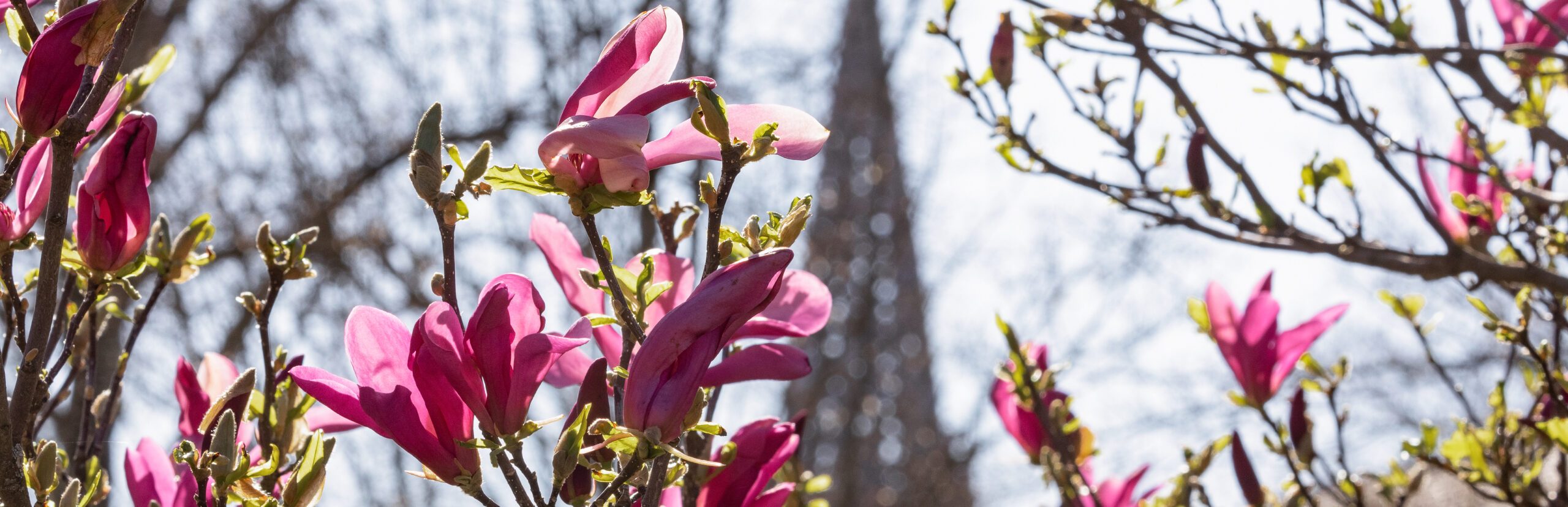 Magnolienblüte im Stadtgarten
