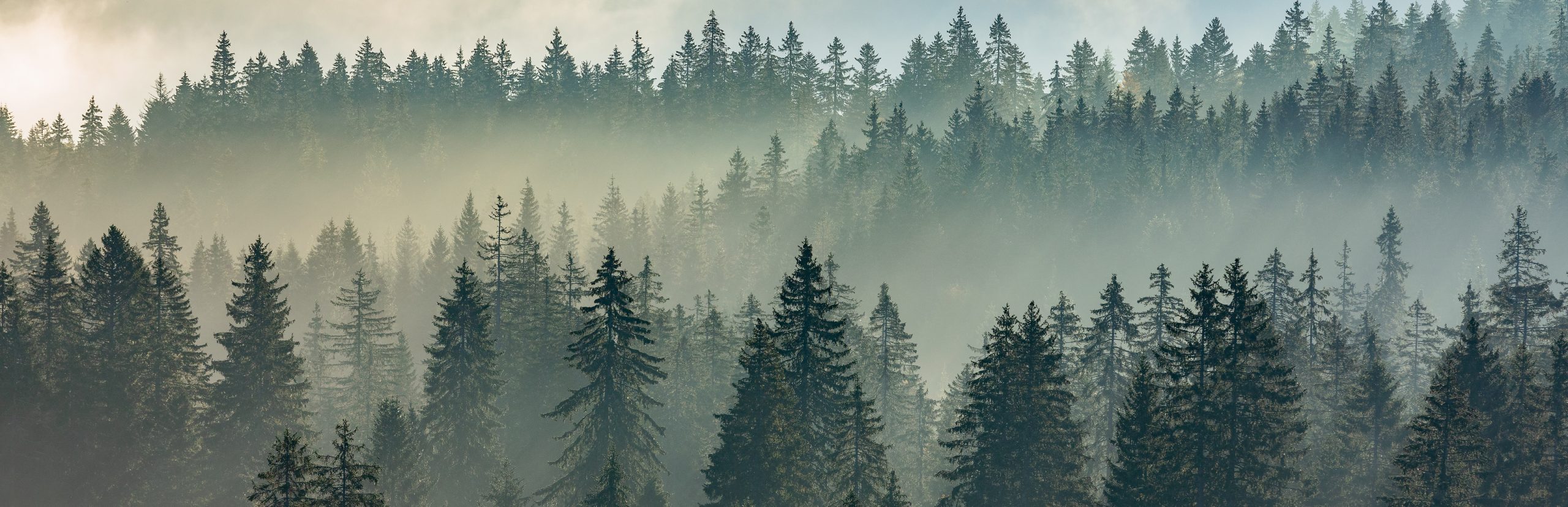 Zwischen Feldberg und Herzogenhorn, Schwarzwald