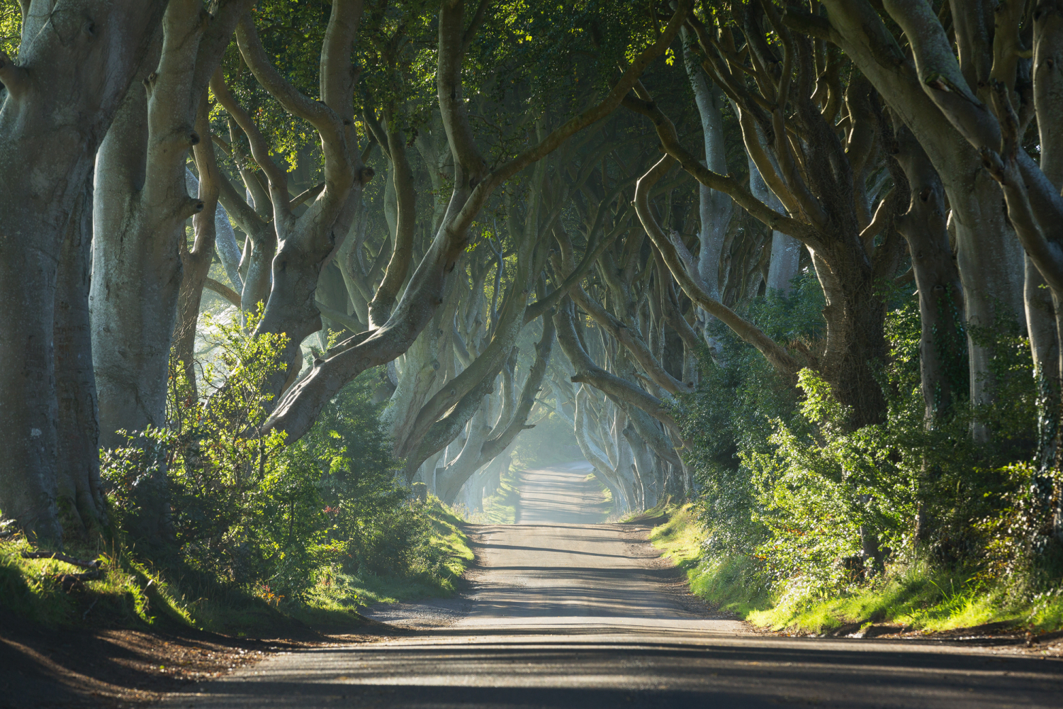 Dark Hedges, Schottland