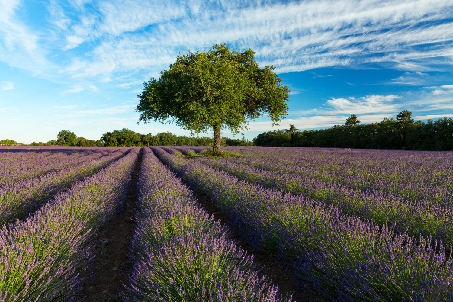 Baum im Lavendelfeld bei Saignon, Provence