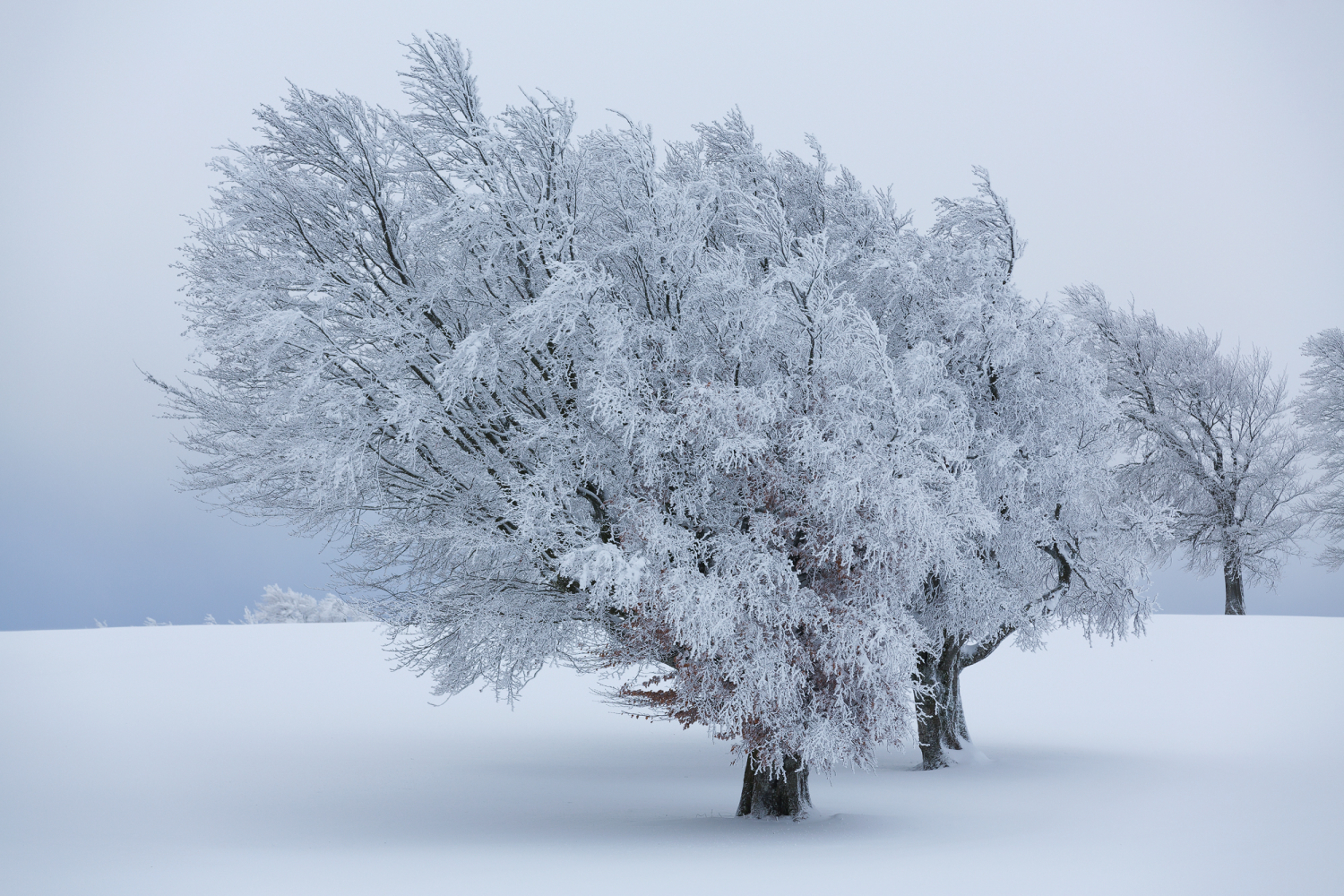 Windbuchen auf dem Schauinsland