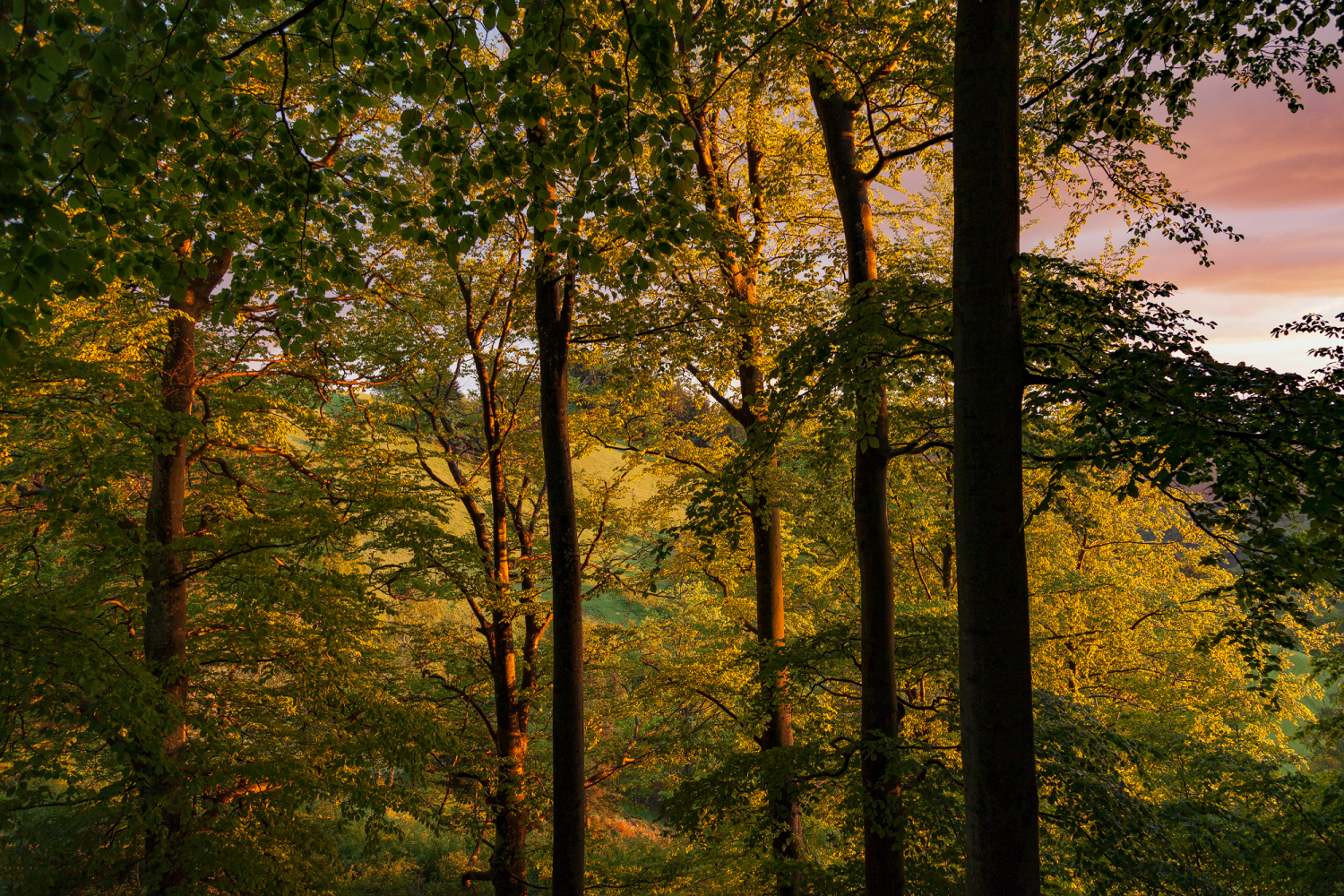 Laubbäume bei St. Ulrich, Schwarzwald
