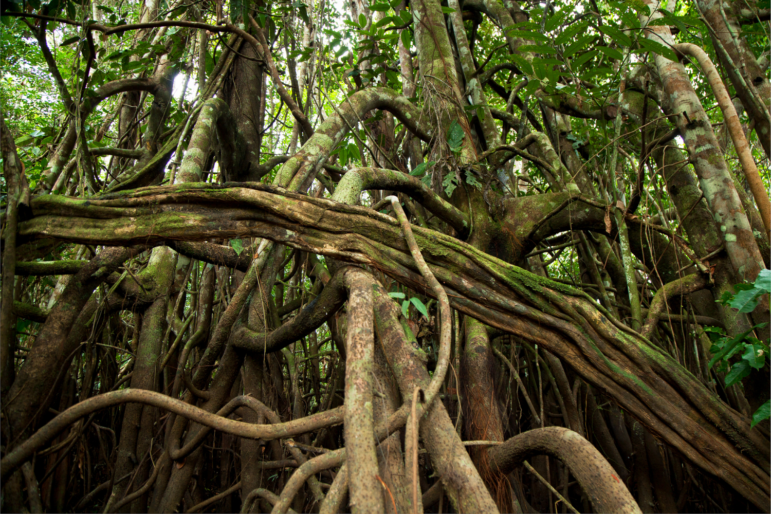 Regenwald am Rio Samiria, Peru