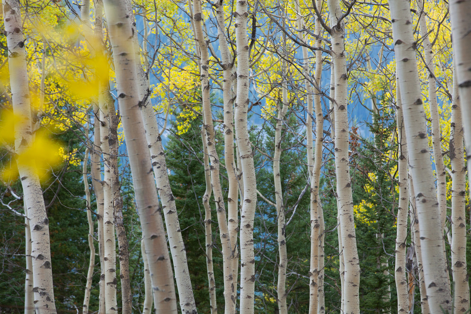 Amerikanische Espen bei Canmore, Kanada