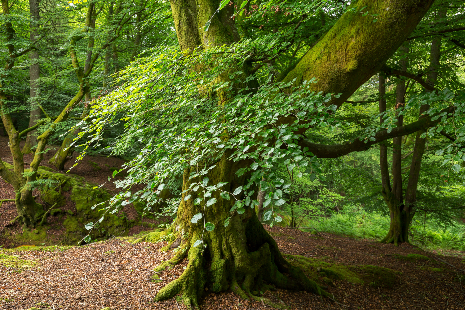 Buchenwald bei Callander, Schottland