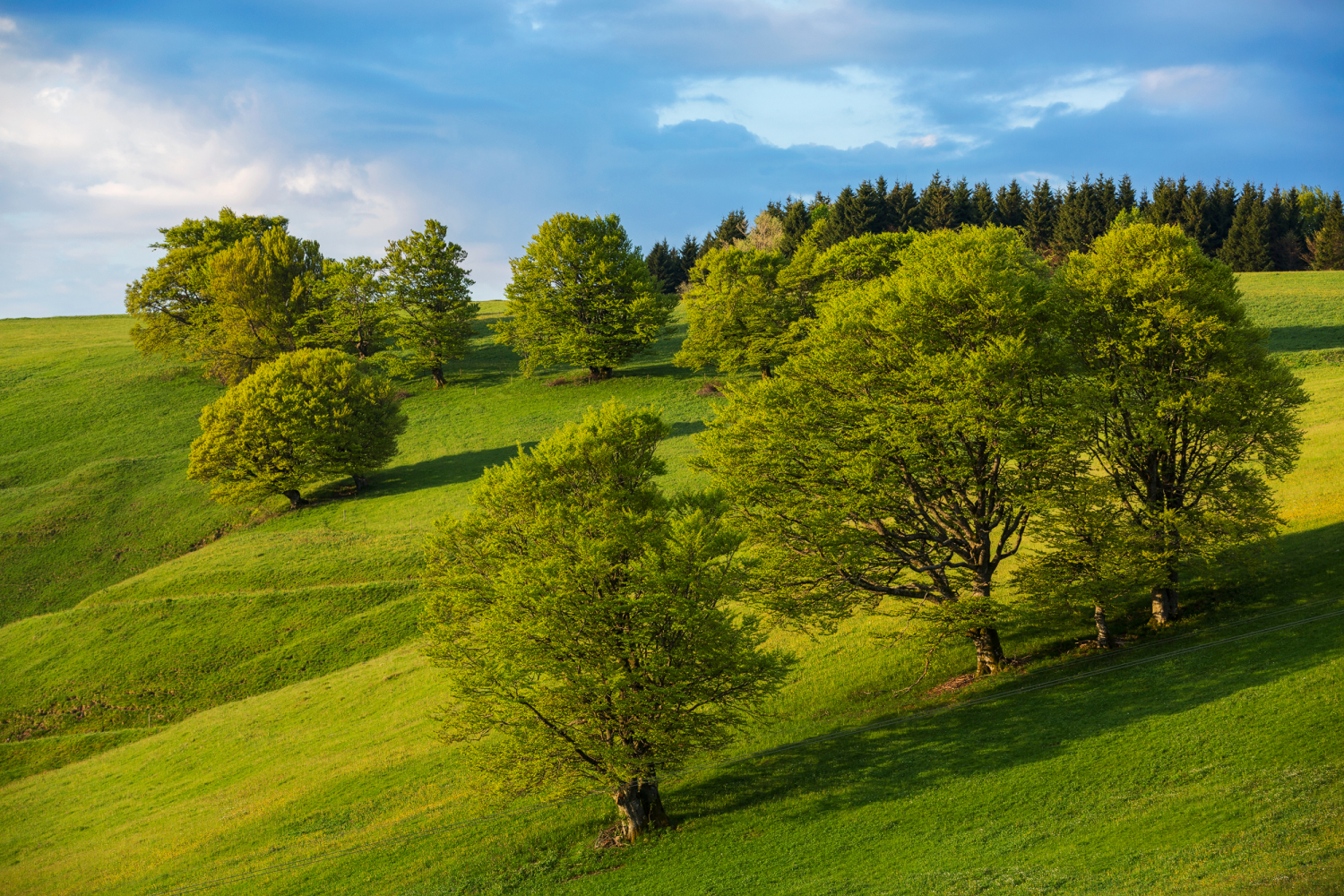 Buchen bei Hofsgrund, Schwarzwald