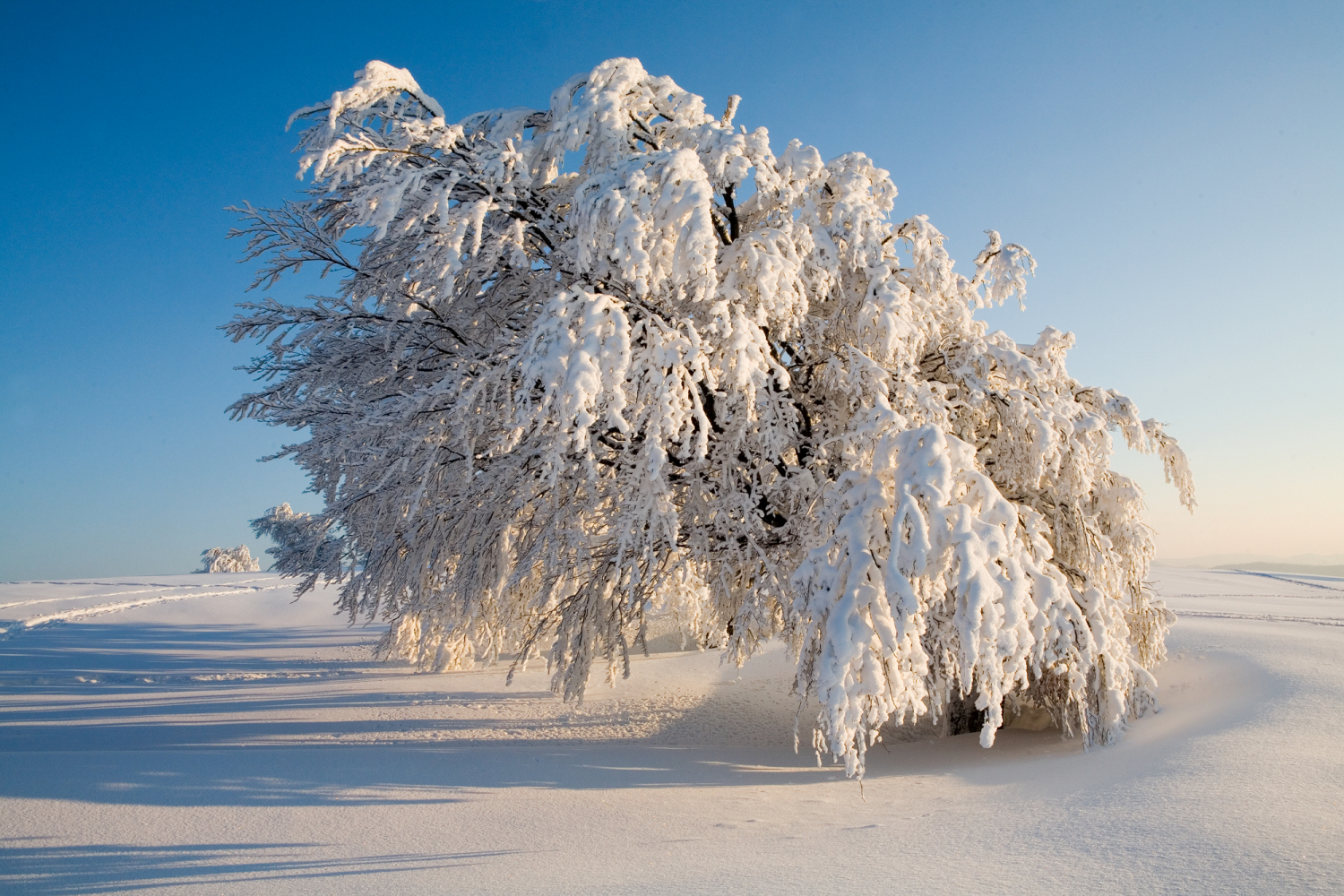Windbuche auf dem Schauinsland