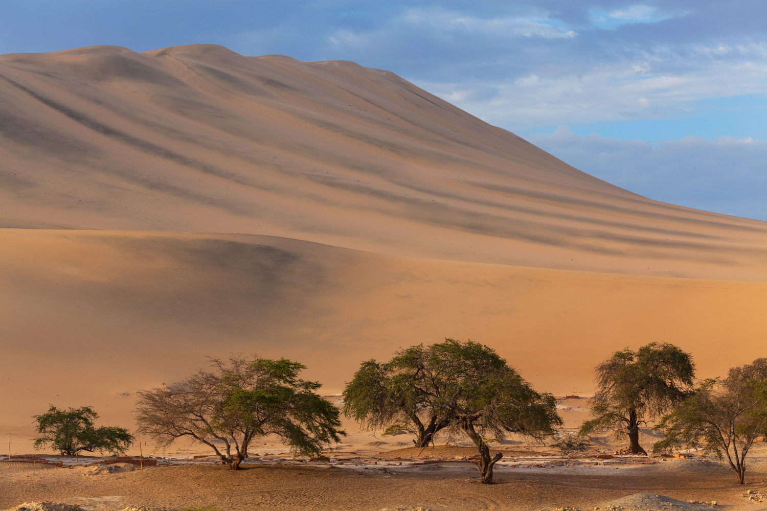 Bäume bei Ica, Peru
