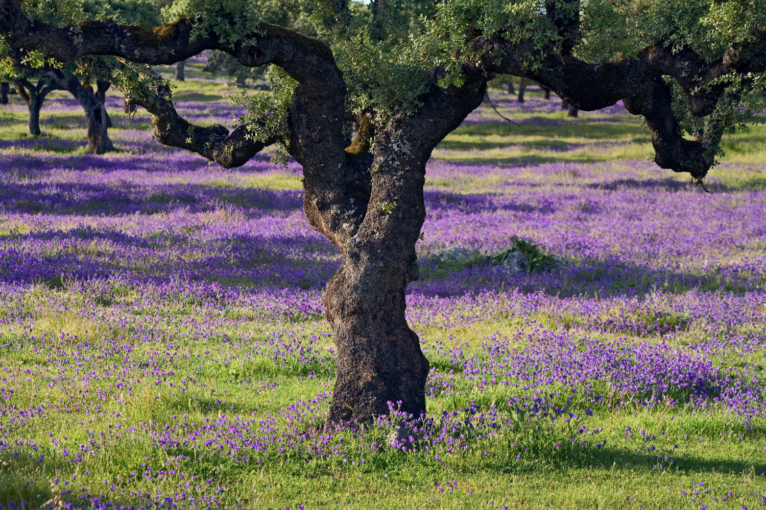 Korkeiche bei Terena, Portugal