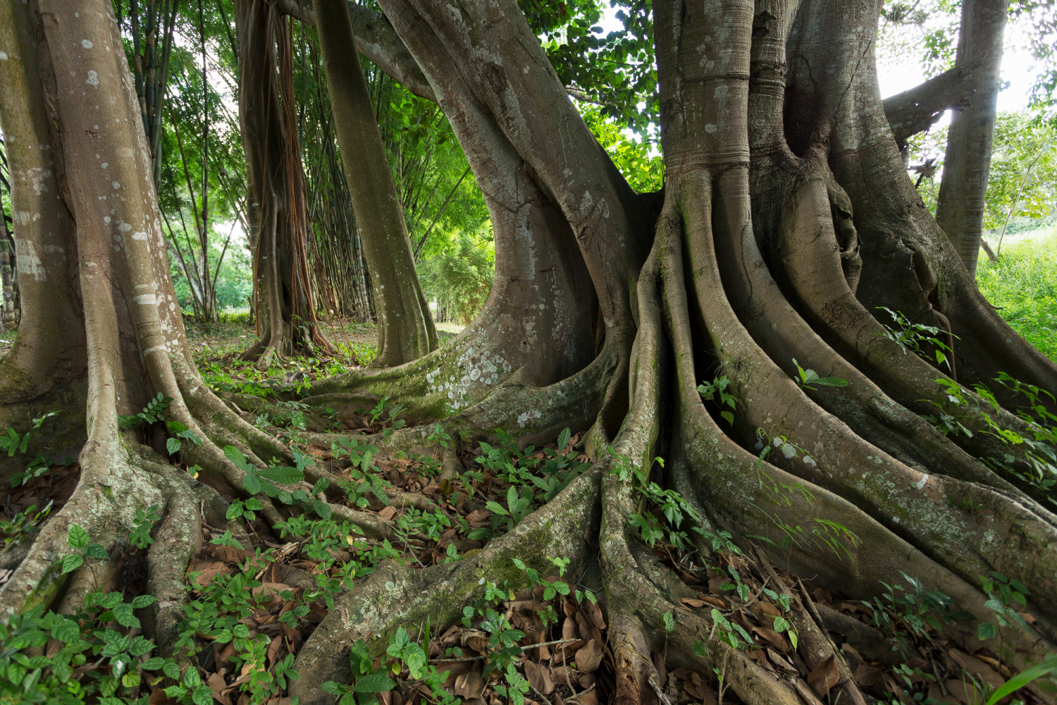 Botanischer Garten in Cienfuegos, Kuba