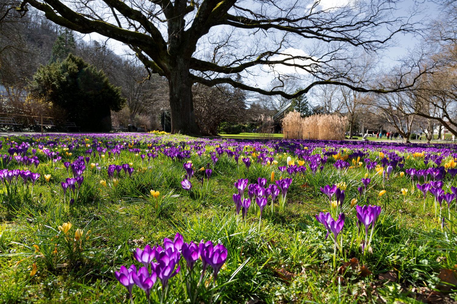 00 - Krokusblüte im Stadtgarten, Freiburg