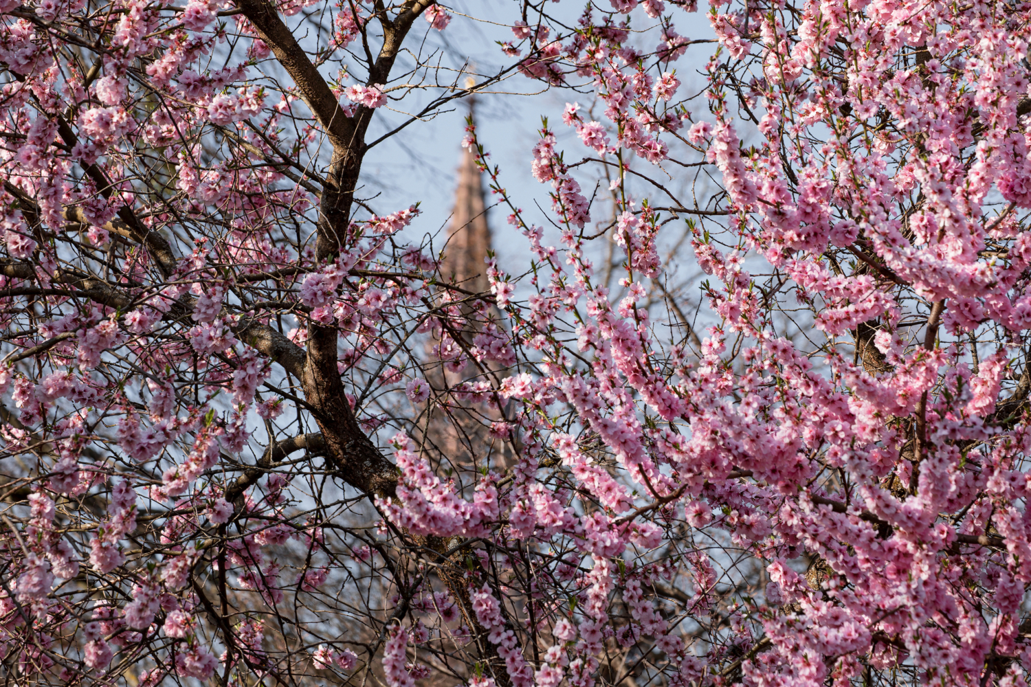 06 - Mandelblüte im Stadtgarten