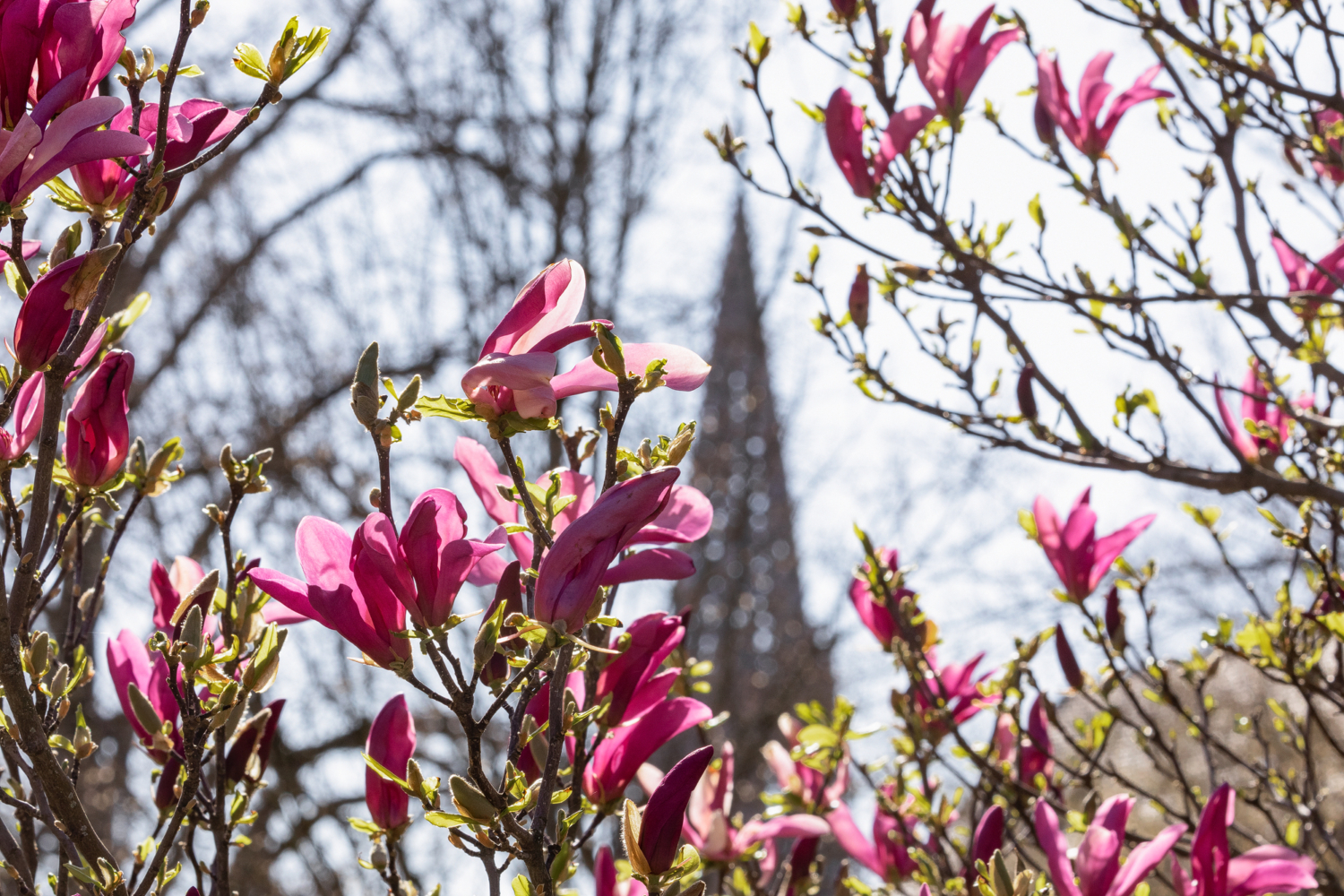04 - Magnolienblüte im Stadtgarten