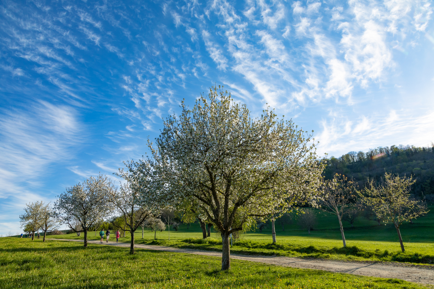 Blühende Obstbäume am Schönberg, Hexental