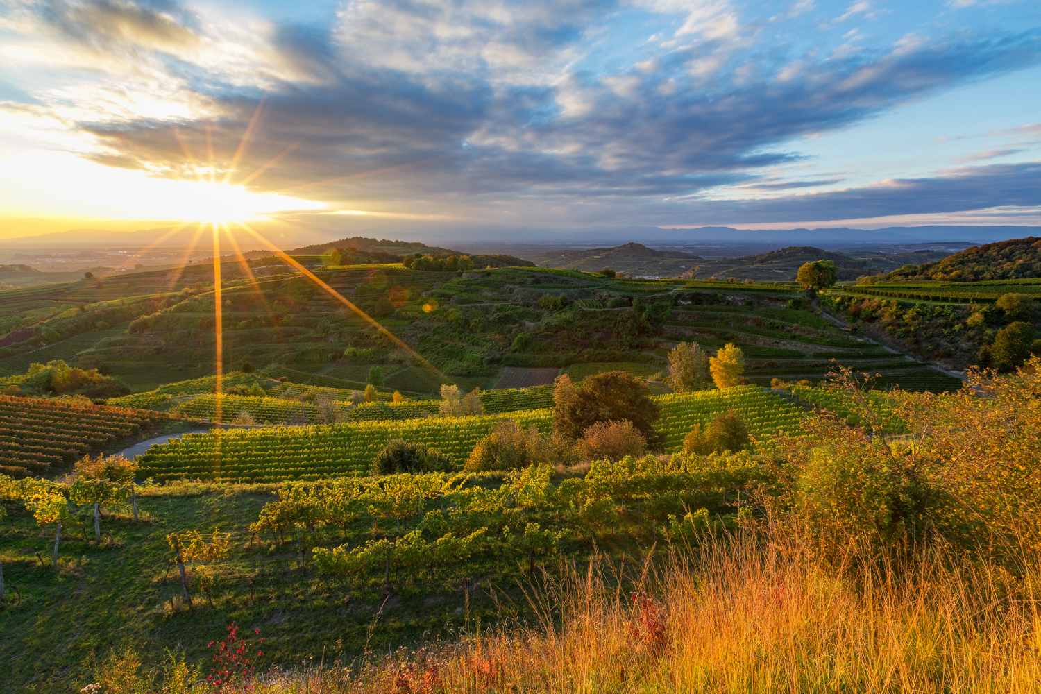Reblandschaft zwischen Ihringen und Bickensohl, Kaiserstuhl