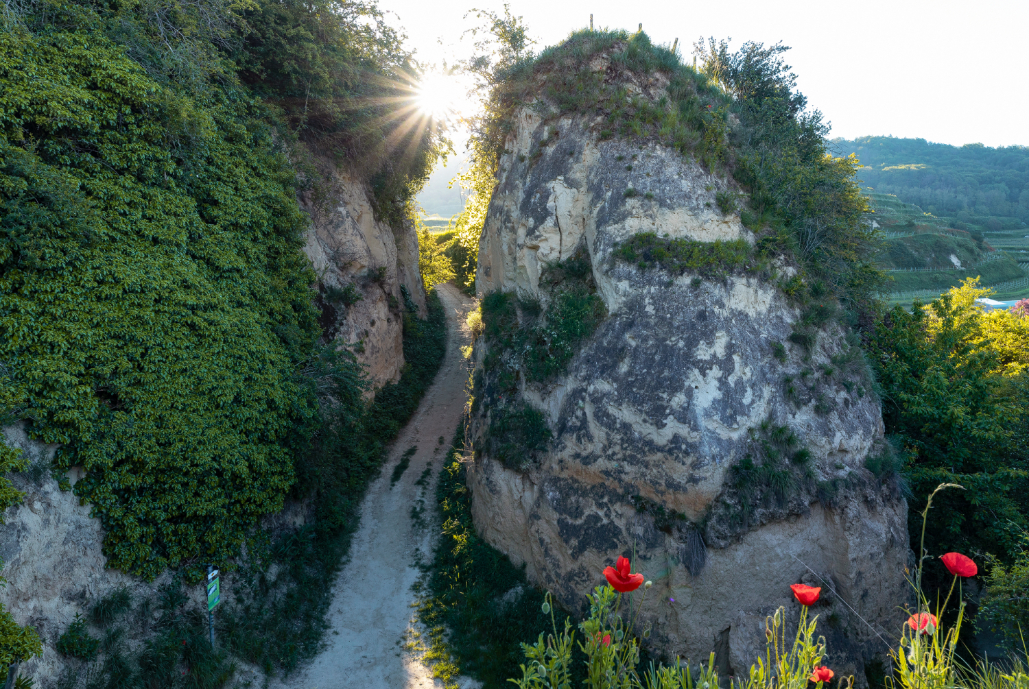 Hohlweg bei Bickensohl, Kaiserstuhl
