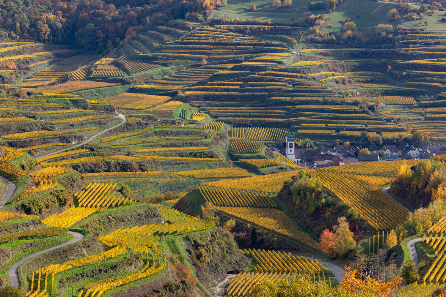 Reblandschaft bei Oberbergen, Kaiserstuhl