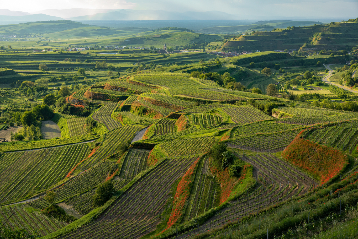 Rebanlagen bei Bikensohl, Kaiserstuhl