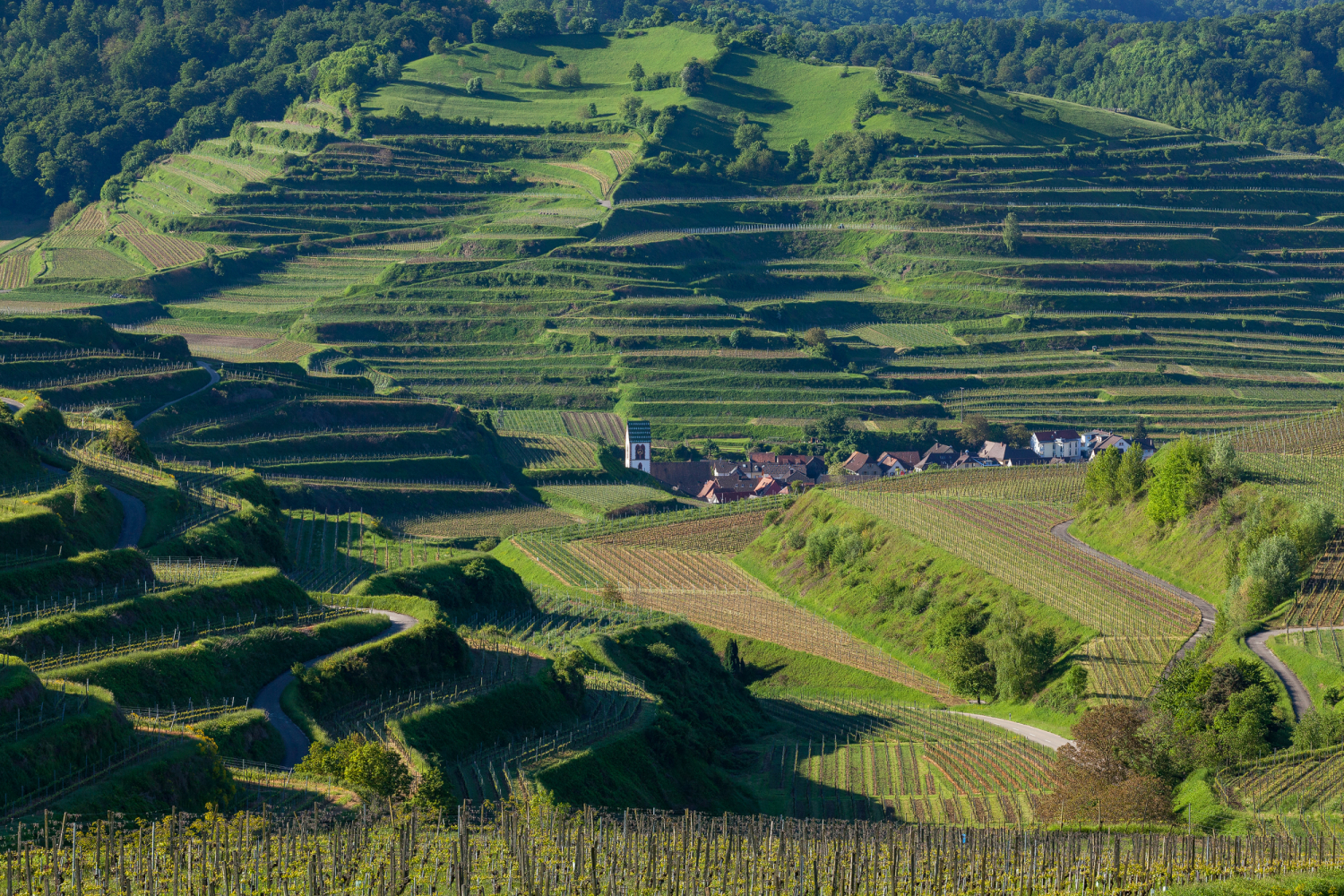 Reblandschaft bei Oberbergen, Kaiserstuhl