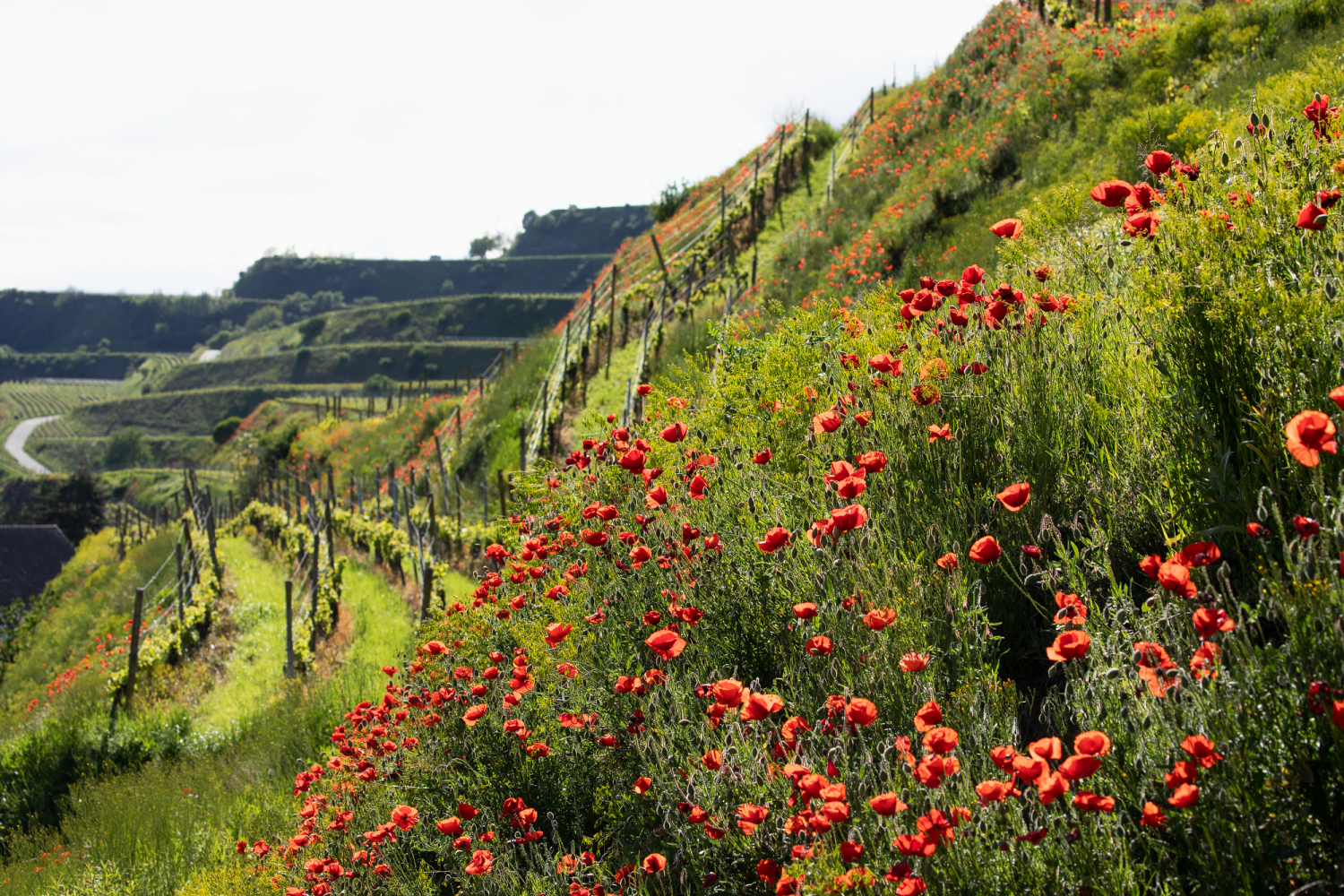 Mohnblüte in den Reben bei Bötzingen, Kaiserstuhl