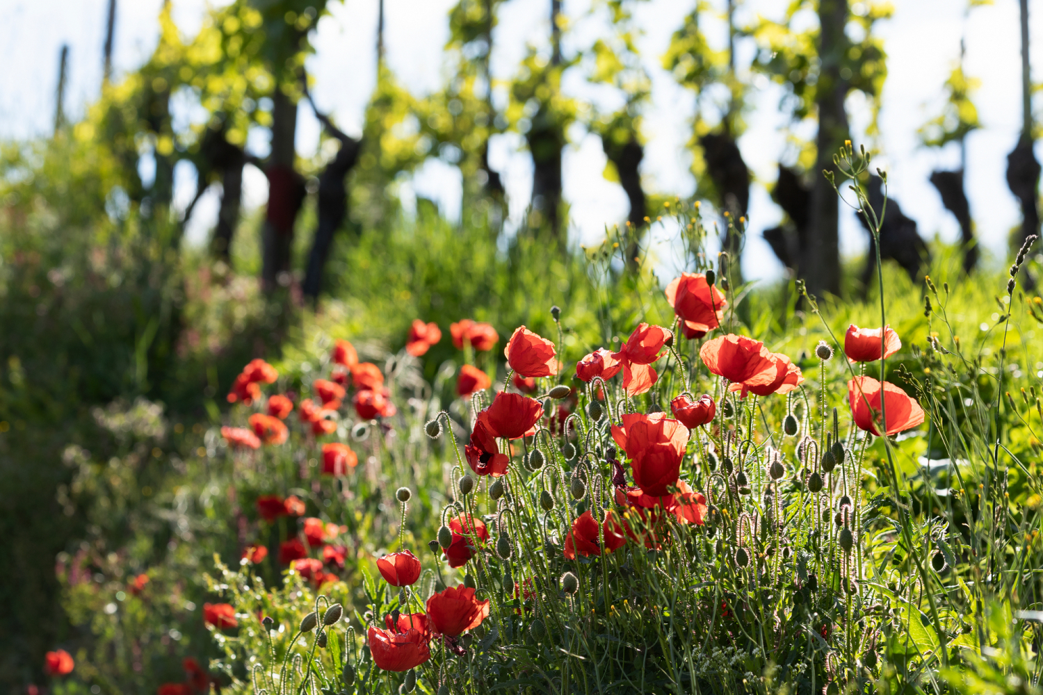 Mohnblüte in den Reben bei Bötzingen, Kaiserstuhl