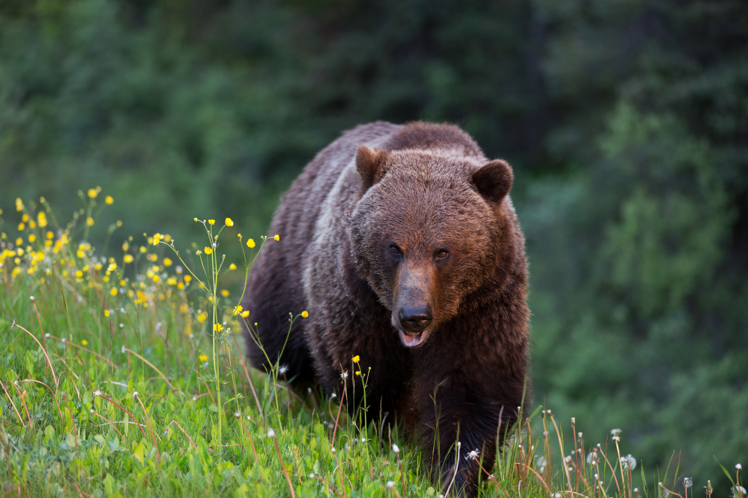 Grizzlybär bei Lake Louise, Banff National Park, Alberta