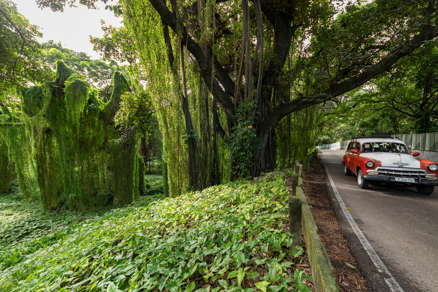 Bosque de la Habana