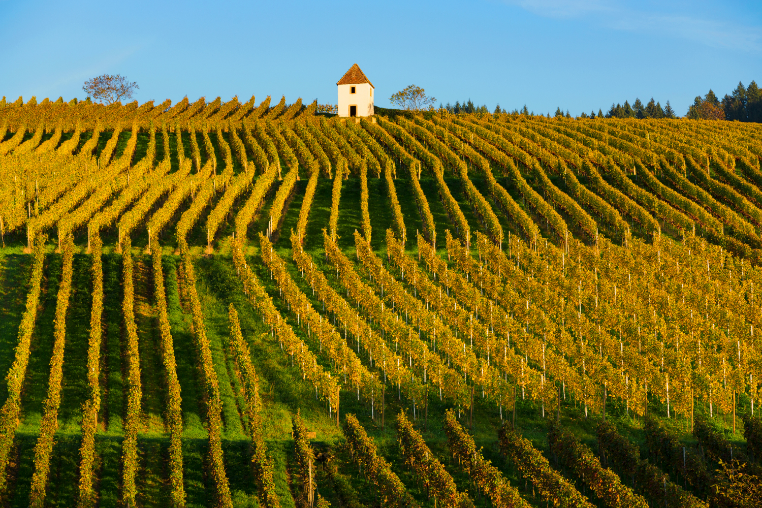 Weinberg bei Britzingen, Markgräfler Land