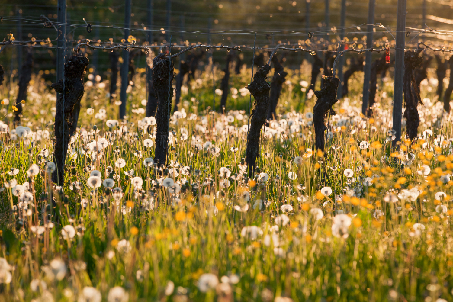 Reben bei Badenweiler, Markgräfler Land