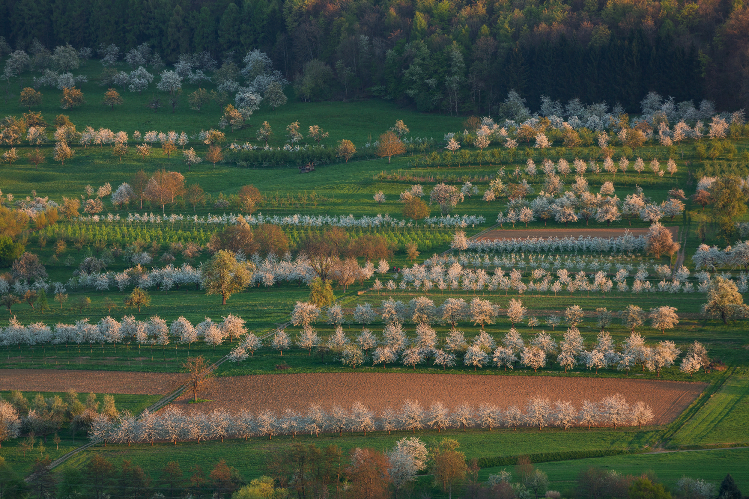 Kirschblüte bei Obereggenen, Markgräfler Land