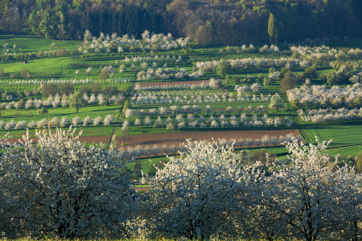 Kirschblüte bei Obereggenen, Markgräfler Land