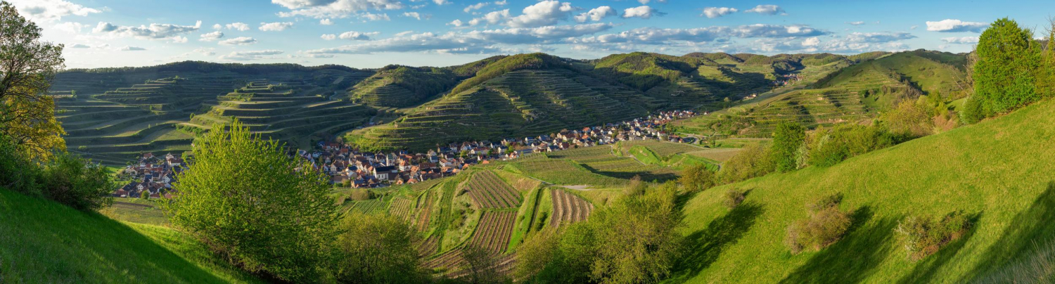 07 - Reblandschaft um Oberbergen, Kaiserstuhl