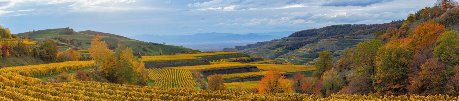 06 - Reblandschaft bei Schelingen, Kaiserstuhl