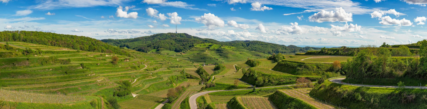 05 - Reblandschaft um Oberbergen, Kaiserstuhl