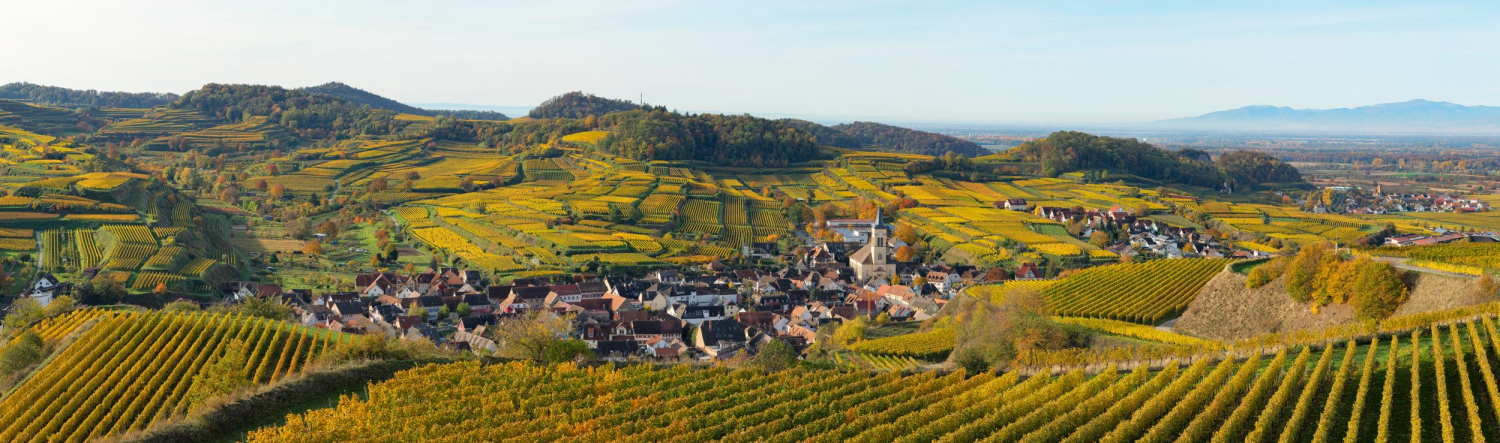 02 - Reblandschaft um Oberrotweil, Kaiserstuhl