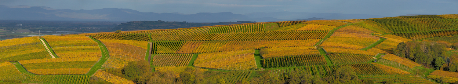 07 - Reblandschaft bei Kirchhofen, Markgräflerland
