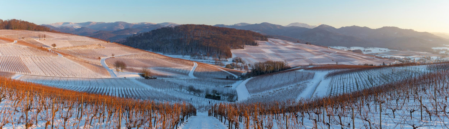 15 - Reblandschaft bei Ehrenkirchen, Markgräflerland