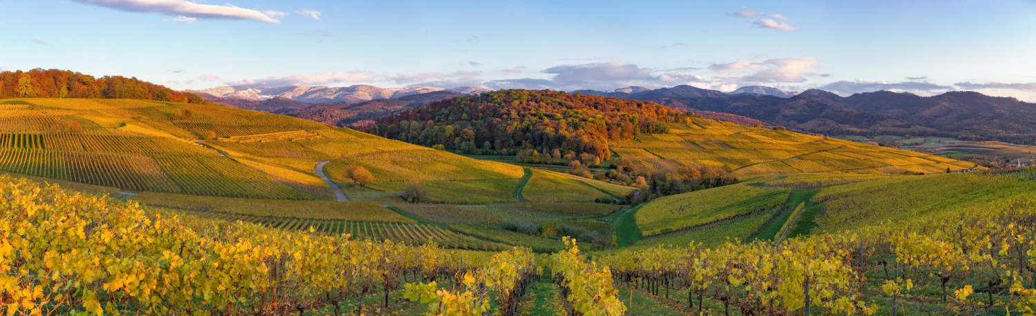 12 - Reblandschaft bei Ehrenkirchen, Markgräflerland