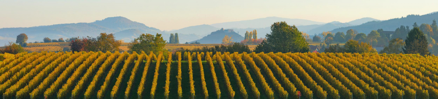 09 - Blick zur Staufener Burg, Margräflerland