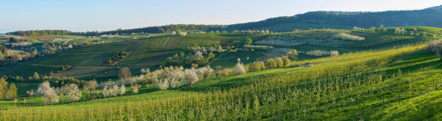 13 - Kirschblüte bei Feldberg-Gennenbach, Markgräflerland