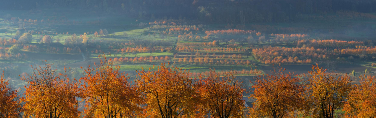 16 - Kirschbäume im Herbst bei Obereggenen, Markgräflerland