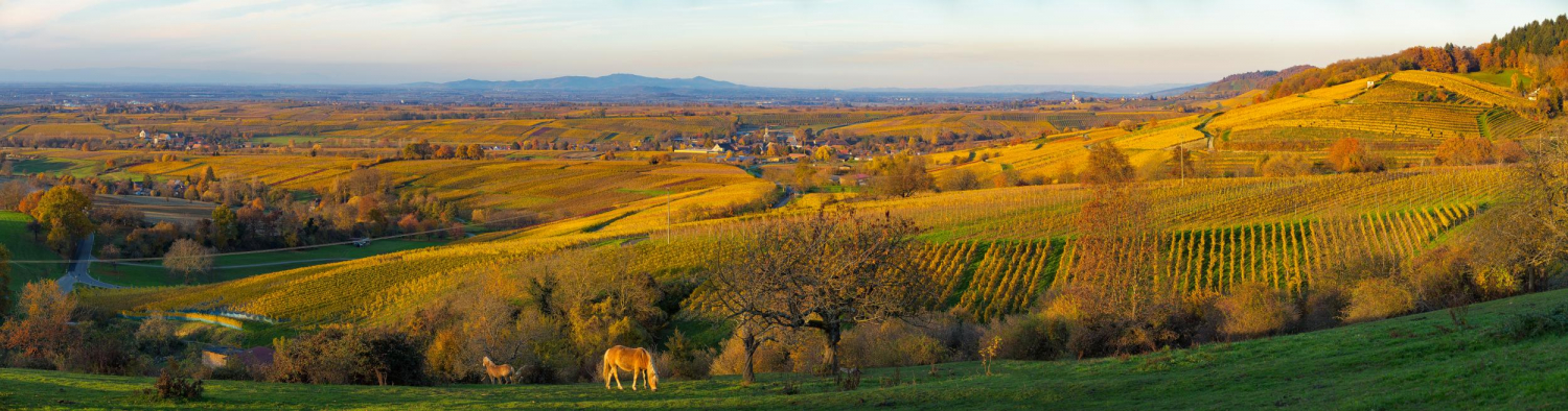 03 - Blick von Britzingen nach Laufen, Markgräflerland