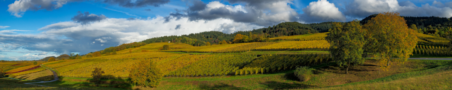 02 - Reblandschaft bei Britzingen, Markgräflerland