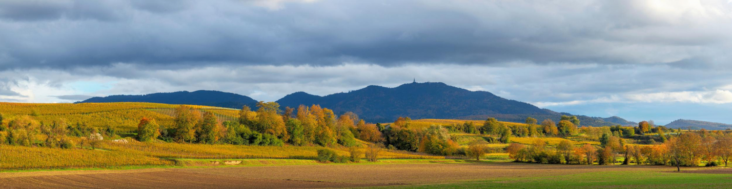 01 - Reblandschaft bei Heitersheim mit Blauen im Hintergrund, Markgräflerland