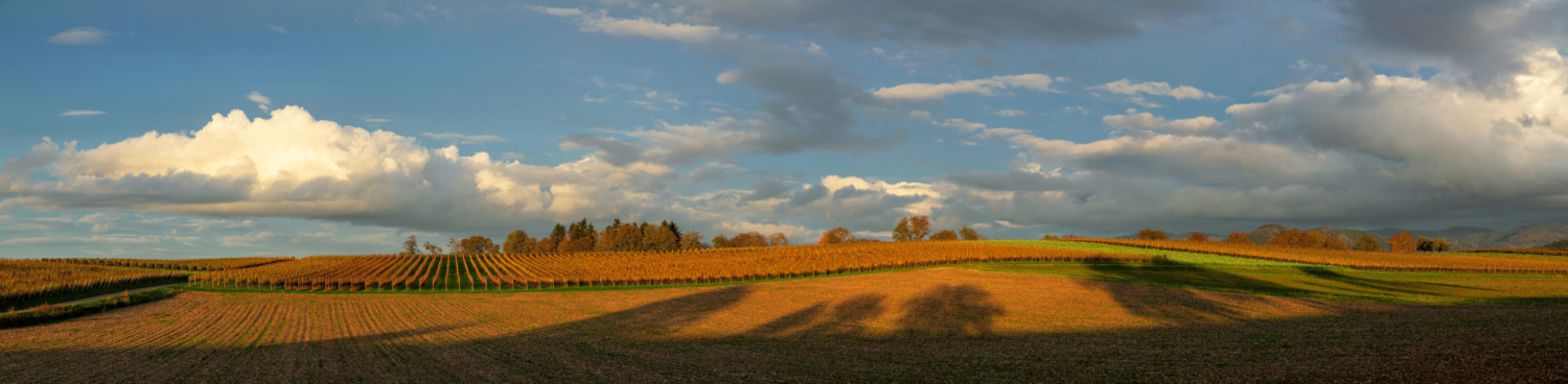 05 - Reblandschaft zwischen Heitersheim und Ballrechten-Dottingen, Markgräflerland