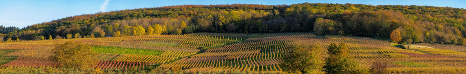 10 - Reblandschaft bei Britzingen, Markgräflerland 