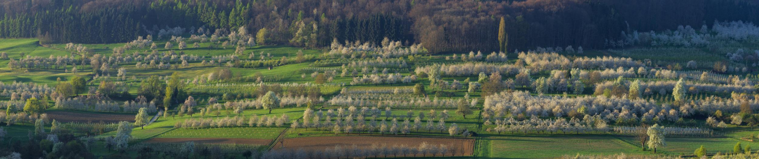 08- Kirschblüte bei Obereggenen, Markgräflerland