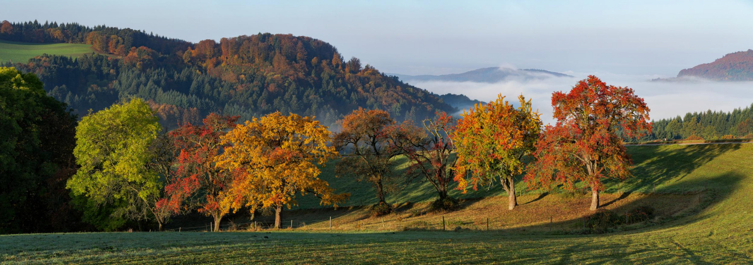 26 - Herbst bei Horben, Schwarzwald