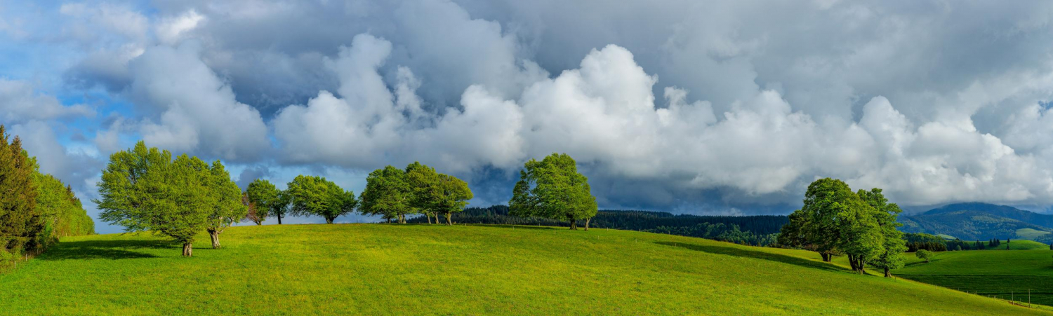 03 - Windbuchen auf dem Schauinsland, Schwarzwald