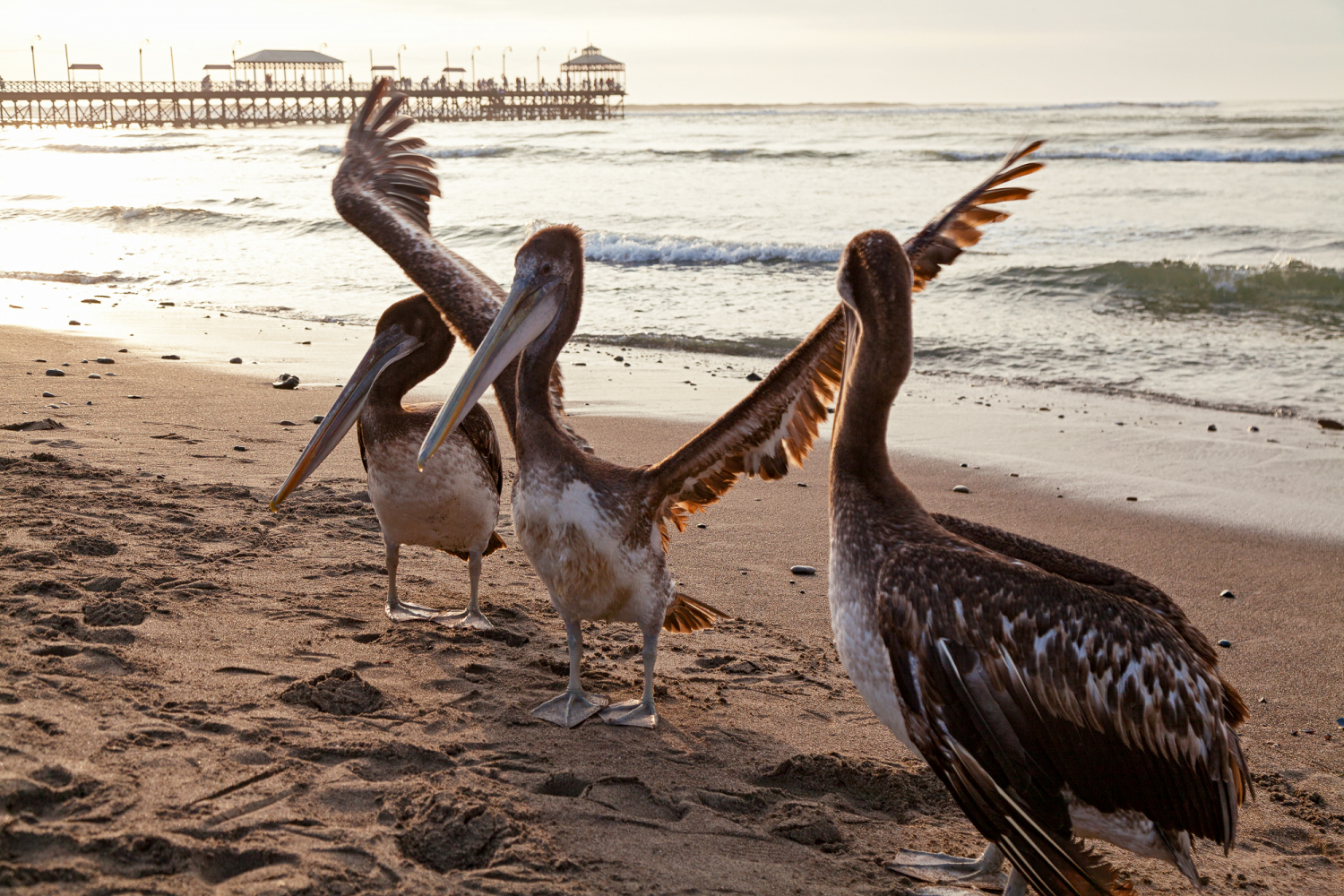 Pelikane am Strand von Huanchaco